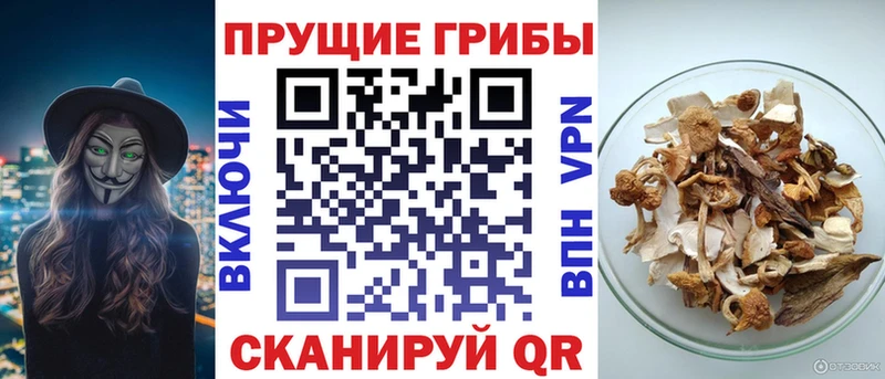 Купить  Раменское  Галлюциногенные грибы GOLDEN TEACHER 